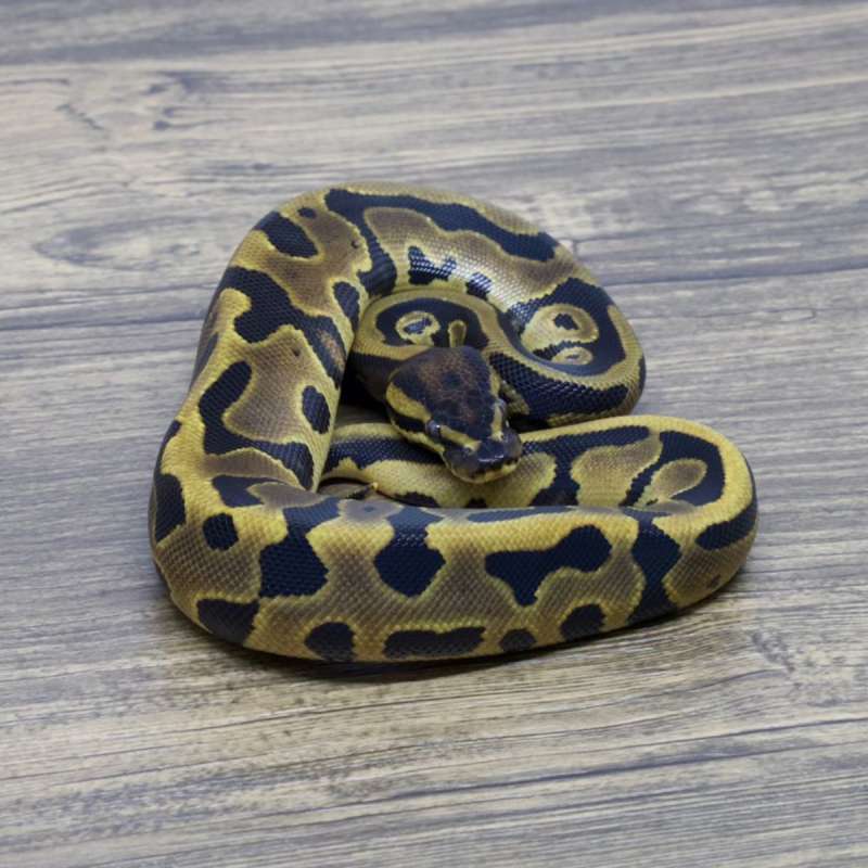 ORANGE DREAM LEOPARD HET PIED POSS HET CLOWN