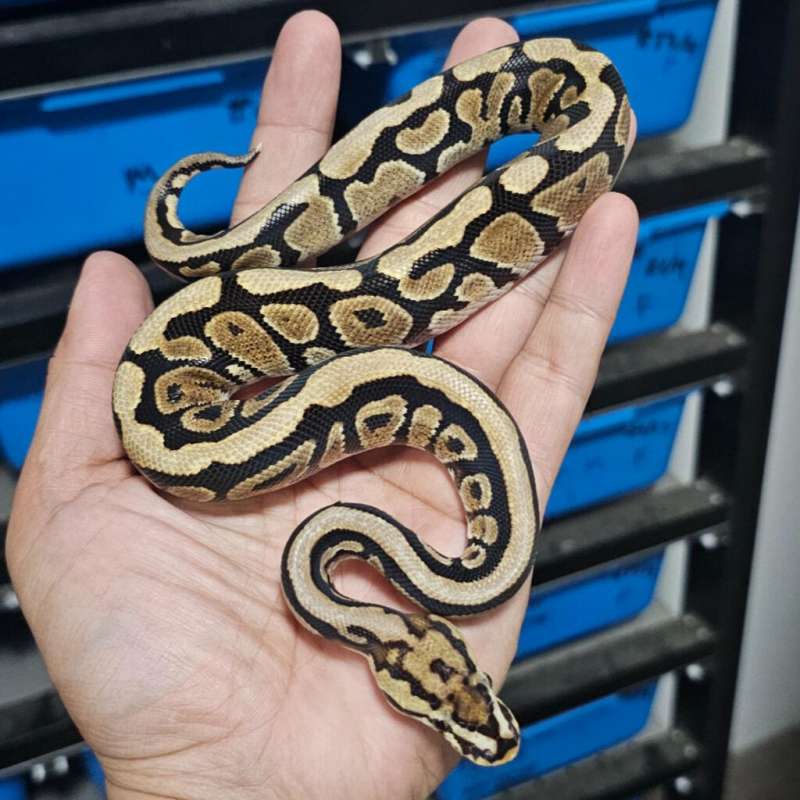 SPOTNOSE HET CLOWN