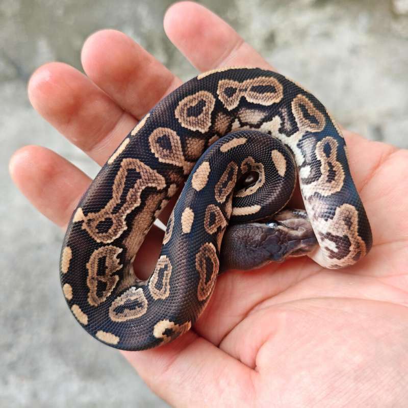 Ball Python Cinnamon 1.0