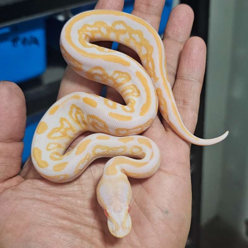 BLACK PASTEL ALBINO