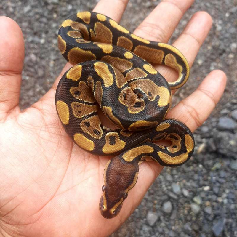 Ball Python Normal