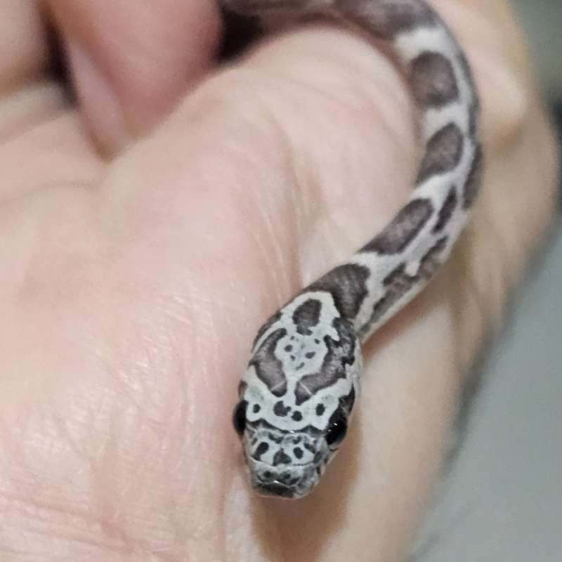 [Cs] Sunkissed Ghost +