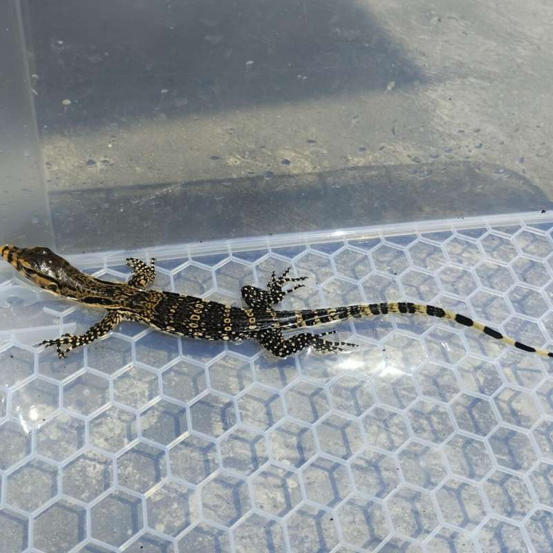 Varanus salvator " Biawak Jawa "