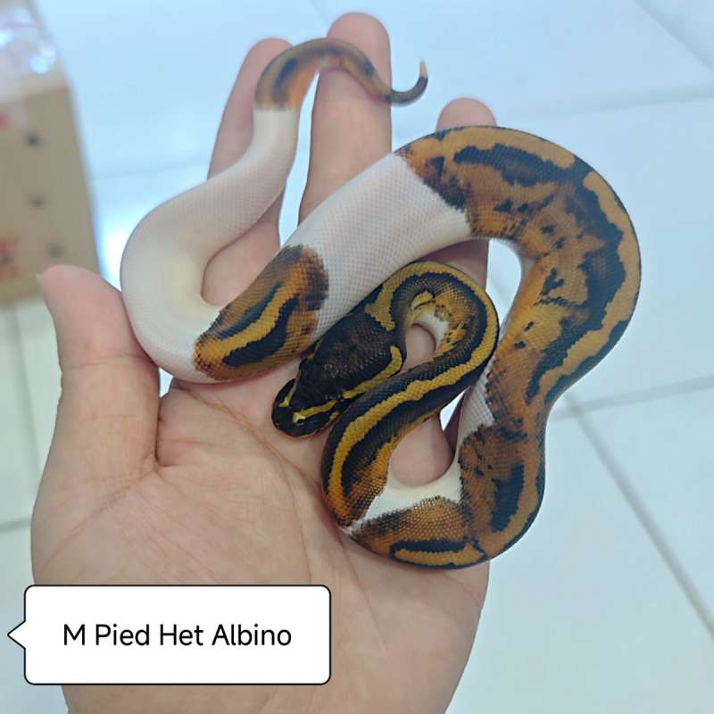 Pied Het Albino