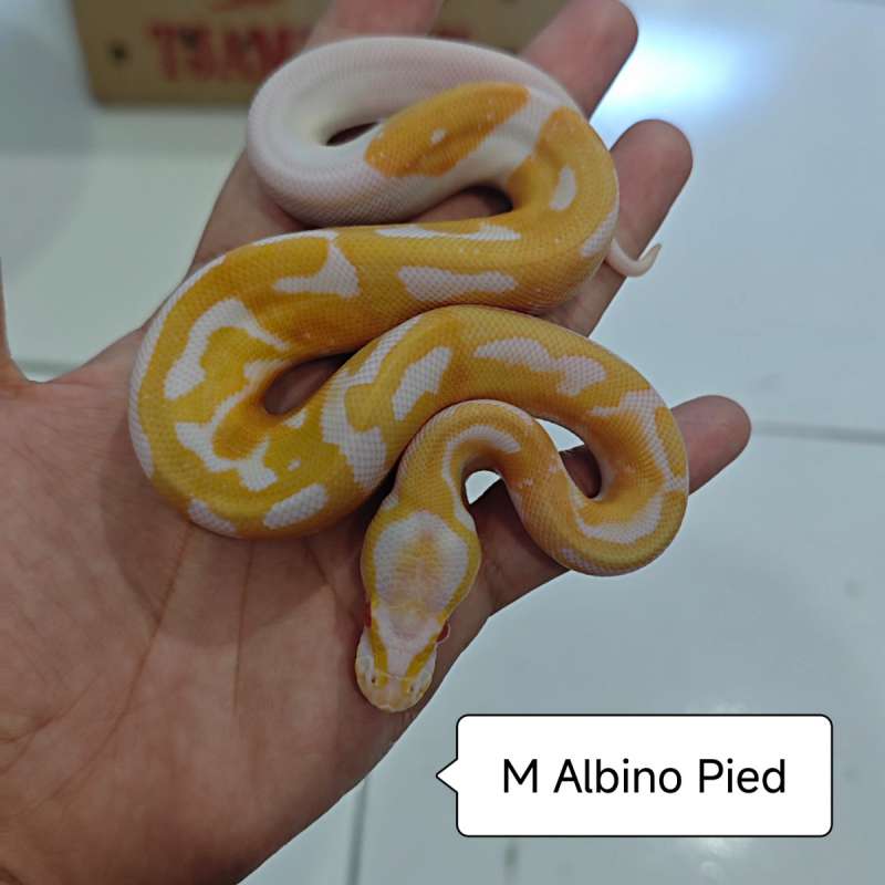 Albino Pied