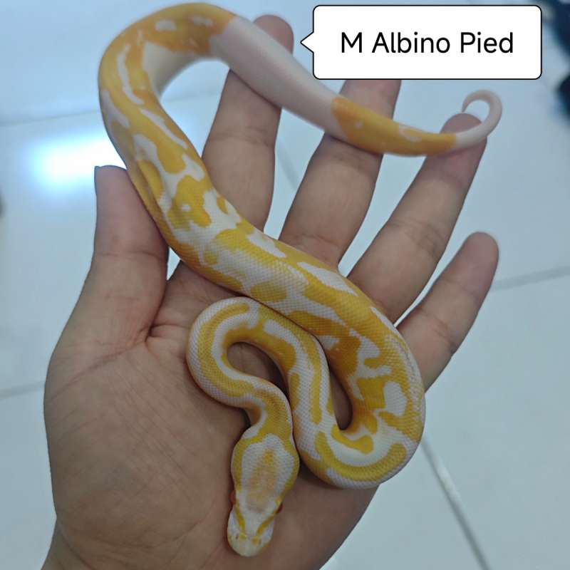 Albino Pied