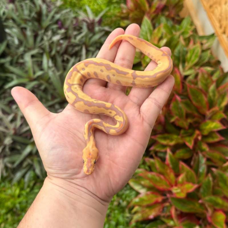 Banana Mojave Leopard Spotnose Clown F