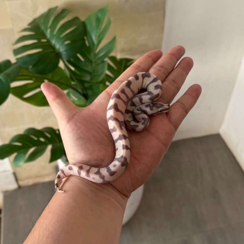 Super Enchi Scaleless Ph Clown F