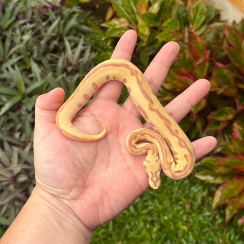 Banana Enchi Leopard Spotnose Clown F
