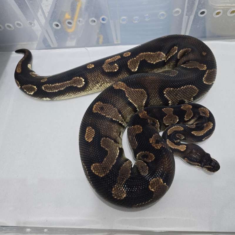 F Black Head Yellow Belly Adult 1.6kg