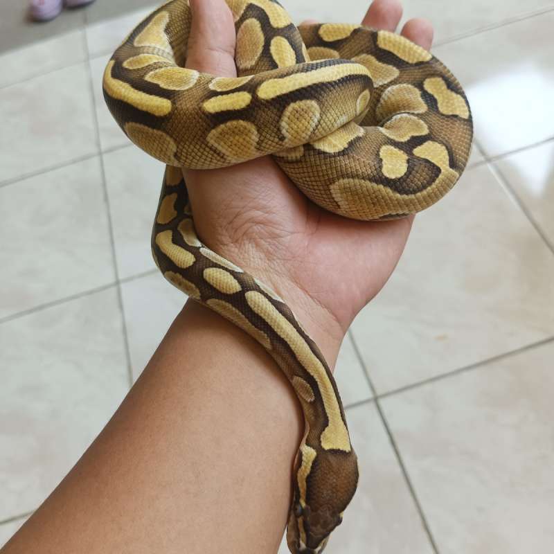 Ball Python Butter PH Clown Female