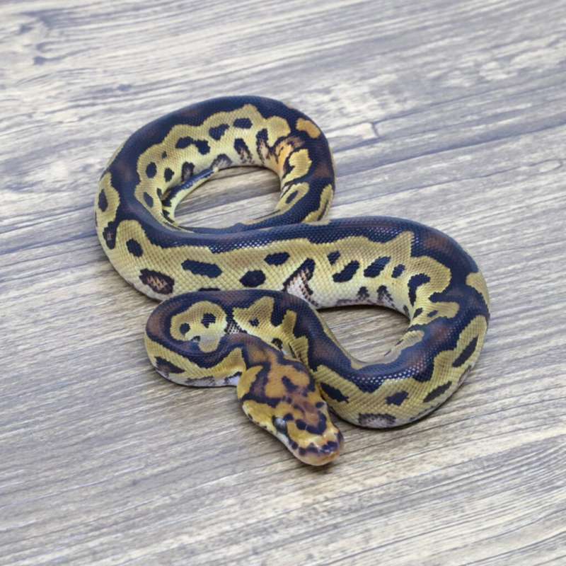 YELLOW BELLY CLOWN 66% HET PIED