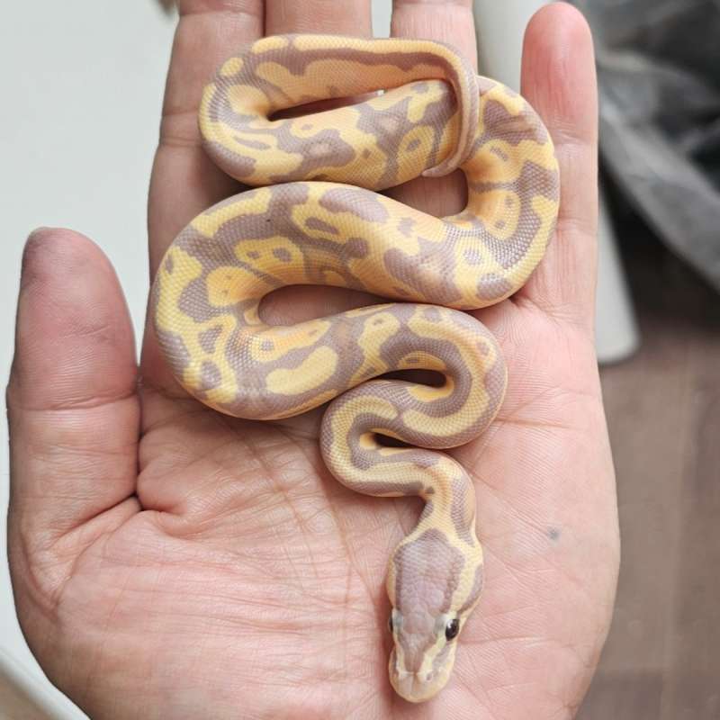 BANANA LEOPARD PASTEL HET PIED POSS HET LAVENDER
