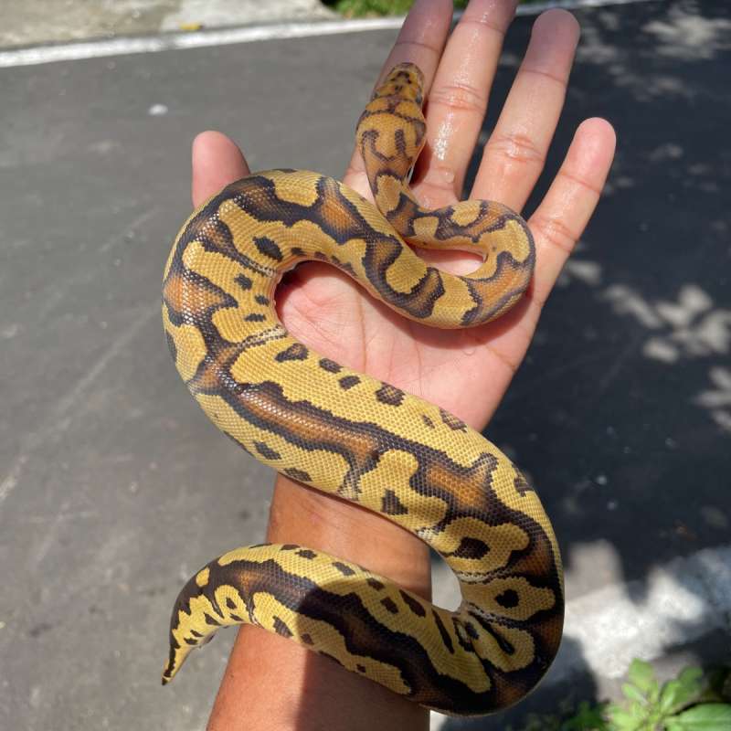 Ballphiton vanilla clown