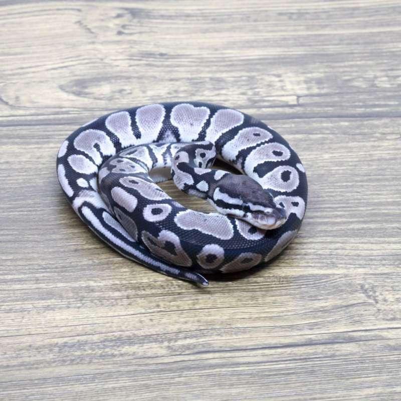 AXANTHIC VPI 66% HET PIED