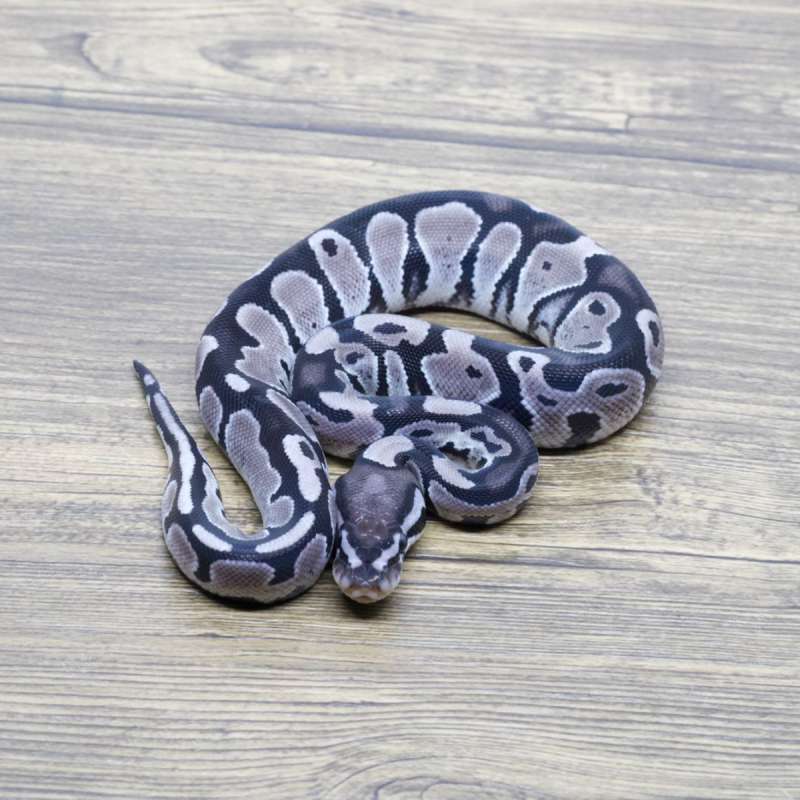 AXANTHIC VPI 66% HET PIED