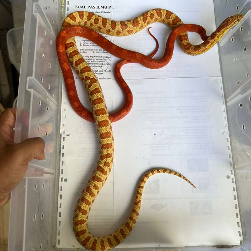 Pair Siap Breed - Jungle Corn Albino x Fire Motley