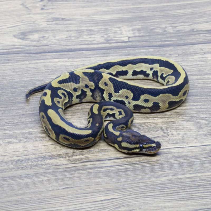 LEOPARD HET AXA VPI 66% HET PIED