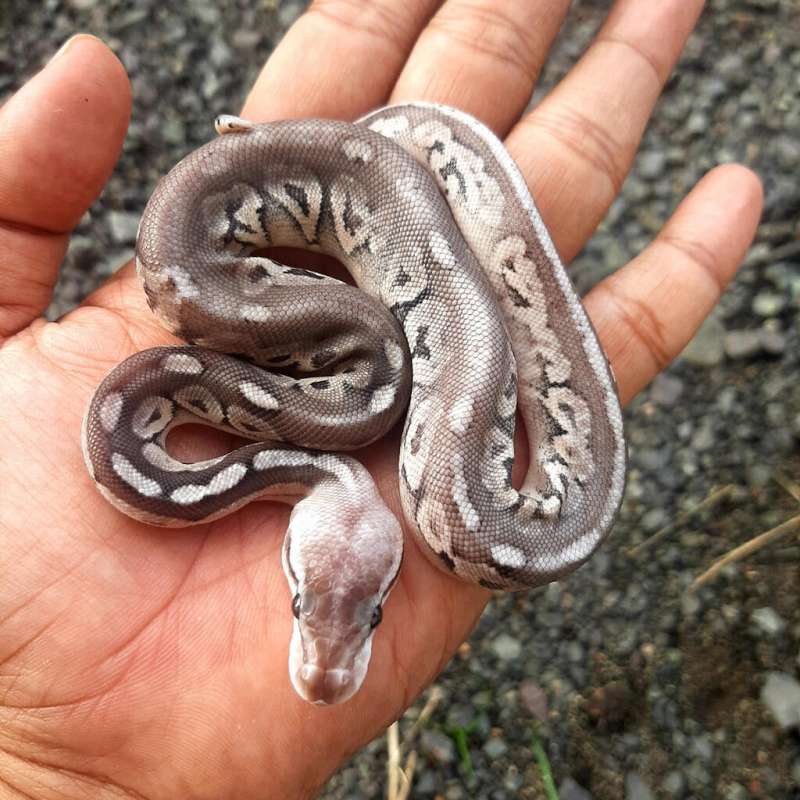 Ball Python Pewter (Cinnamon Pastel)