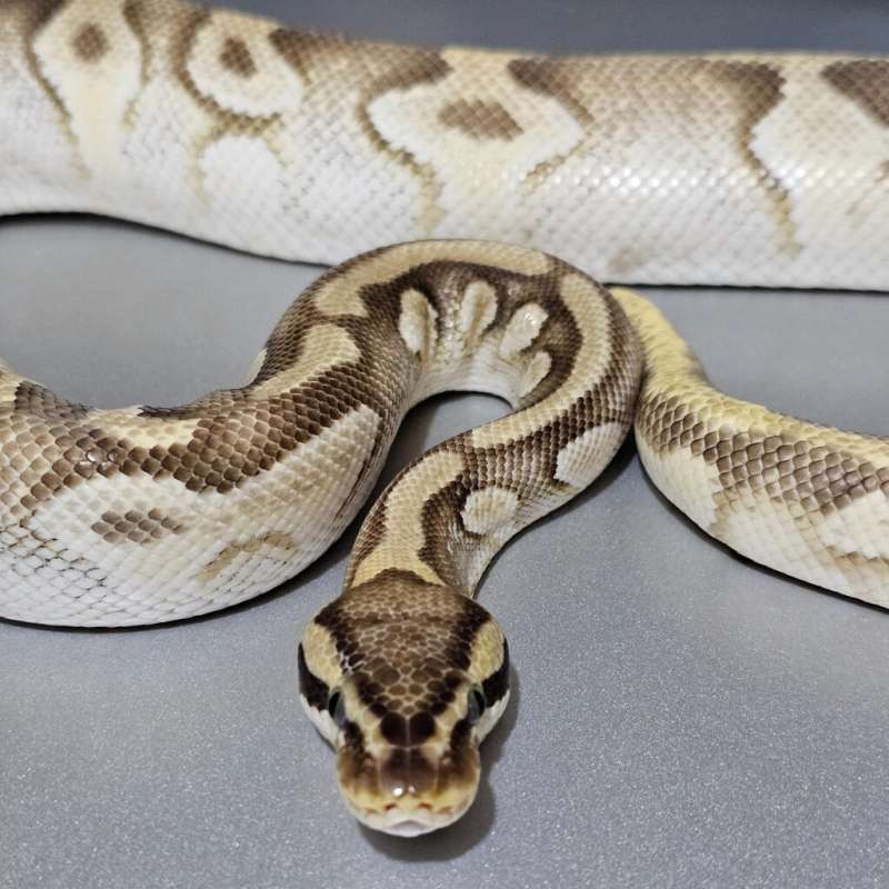 [Proven] Enchi Pastave dh Hypo Clown