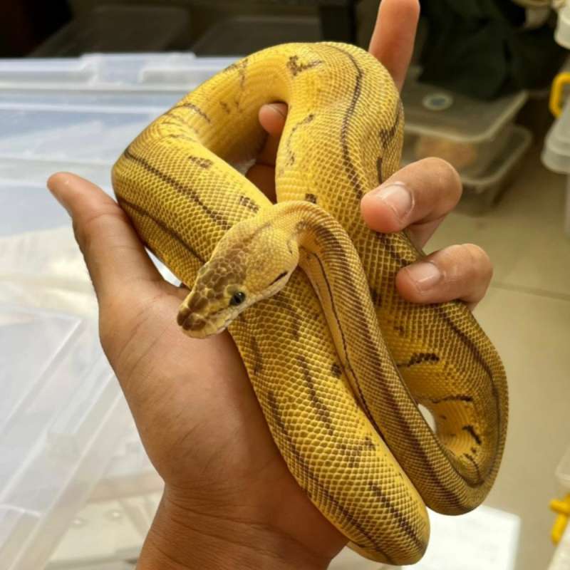 [RARE] Leopard LemonBlast DH Desert Ghost Hypo