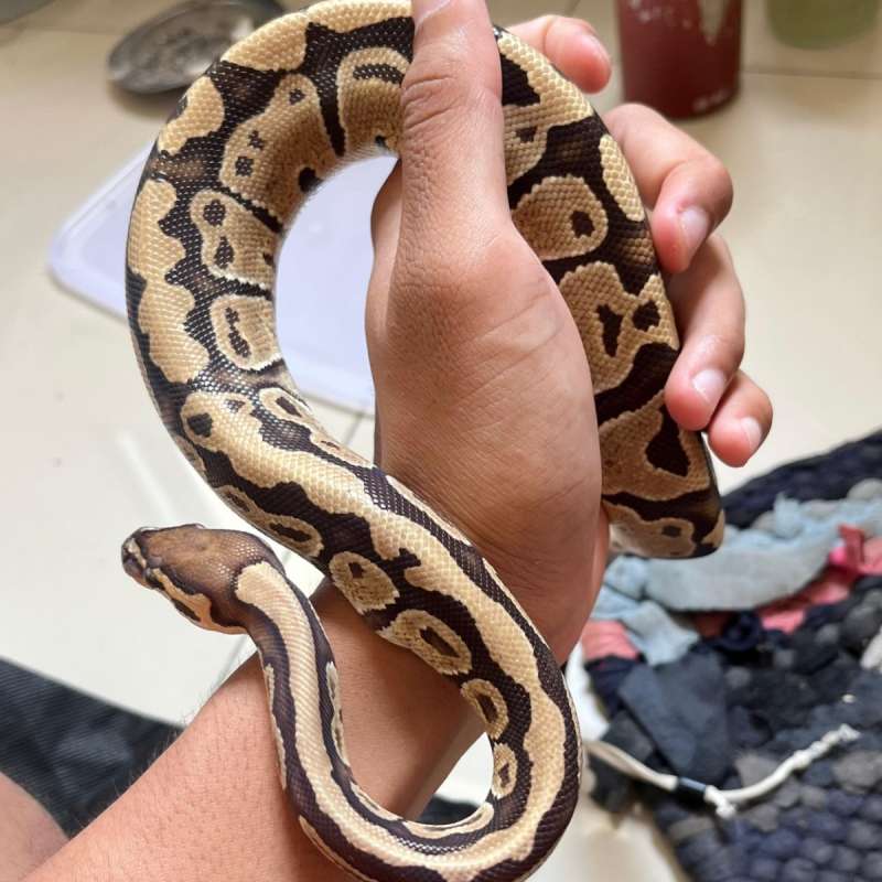 Redstripe Vanilla Het Clown