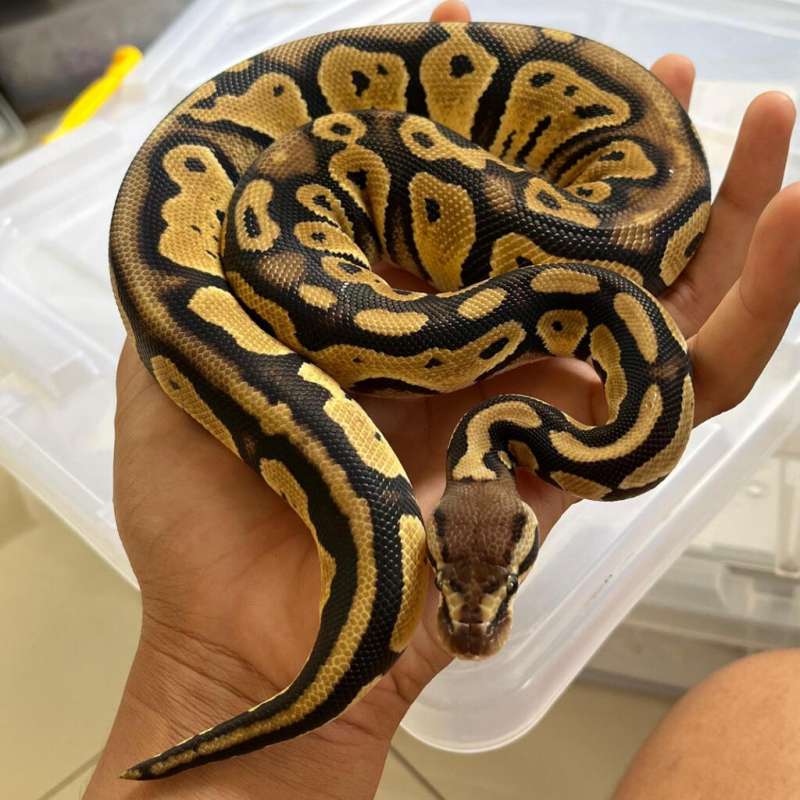 [RARE] Pastel Blackhead het Clown