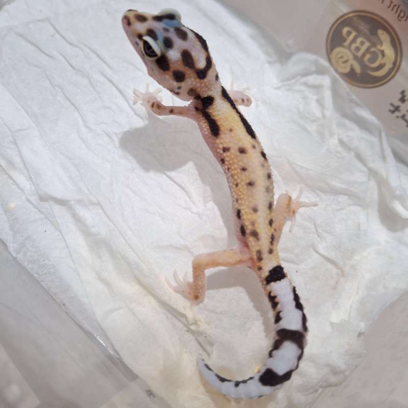 Whiteyellow X Junggle