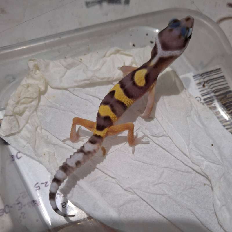 [UNIK] MS Termper X BS