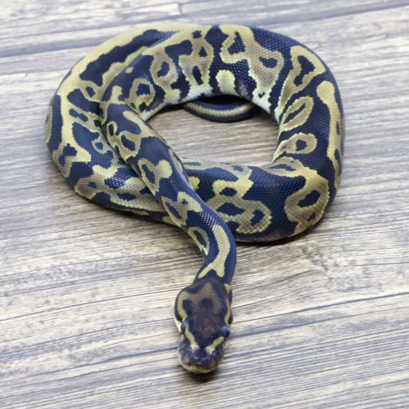 LEOPARD HET AXA VPI 66% HET PIED
