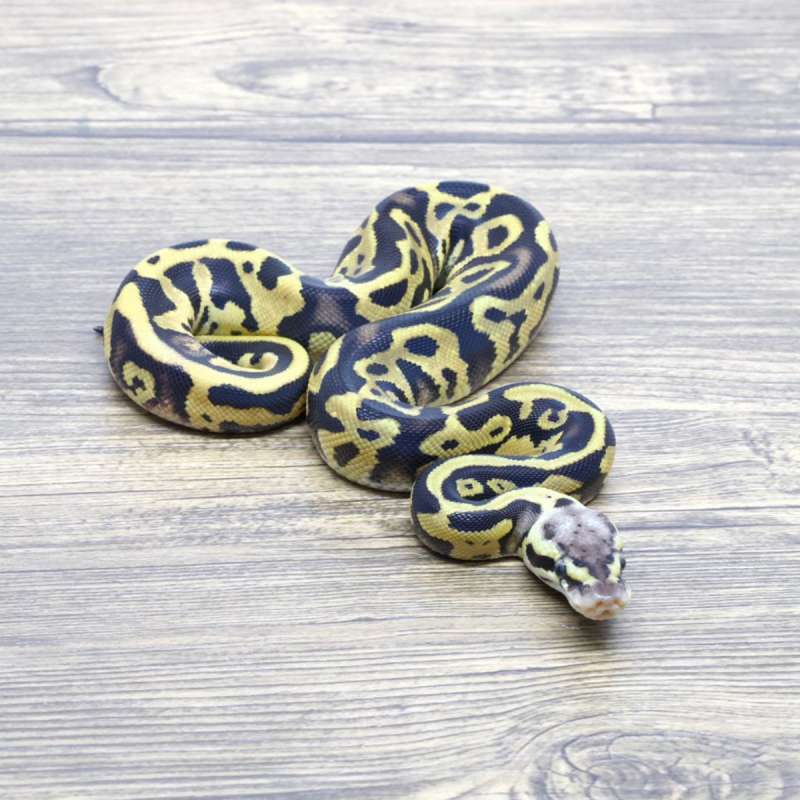 LEOPARD PASTEL DOUBLE HET LAVENDER CLOWN