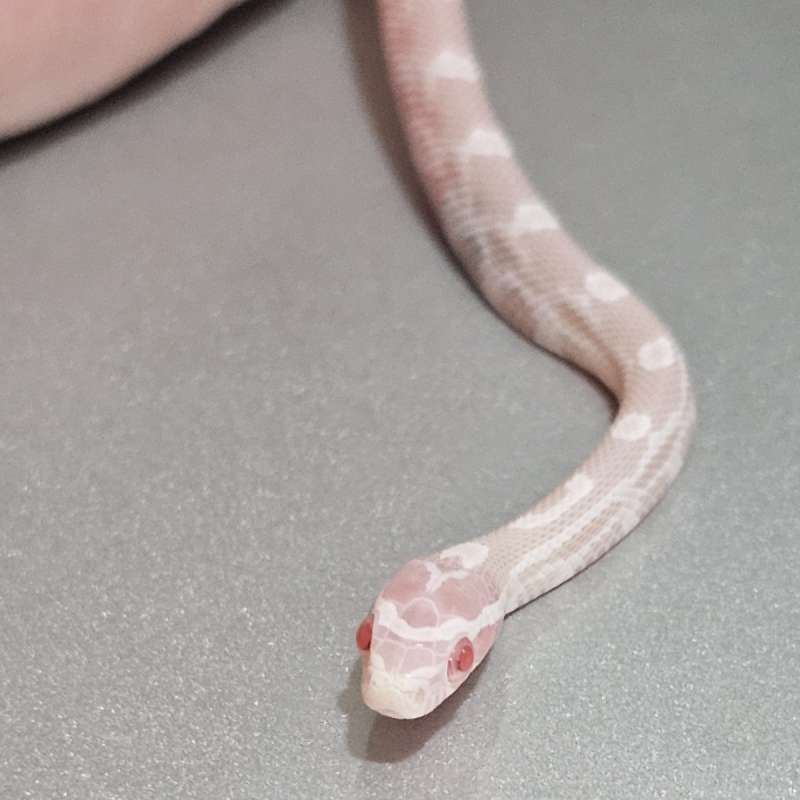 [Cs] Snow het Motley
