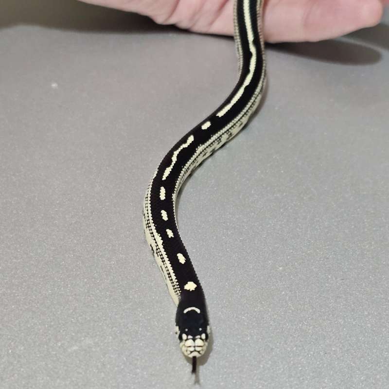 [Ks] California stripe het Albino