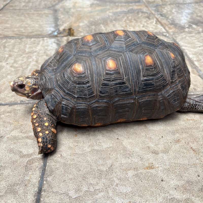 Red Foot Female adult