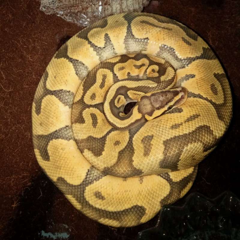 Hypo Pastel Yellow Belly