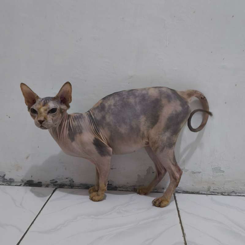 Sphynx Betina Ped Ica Proven