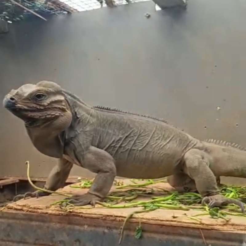 Iguana Rhino Male jumbo size