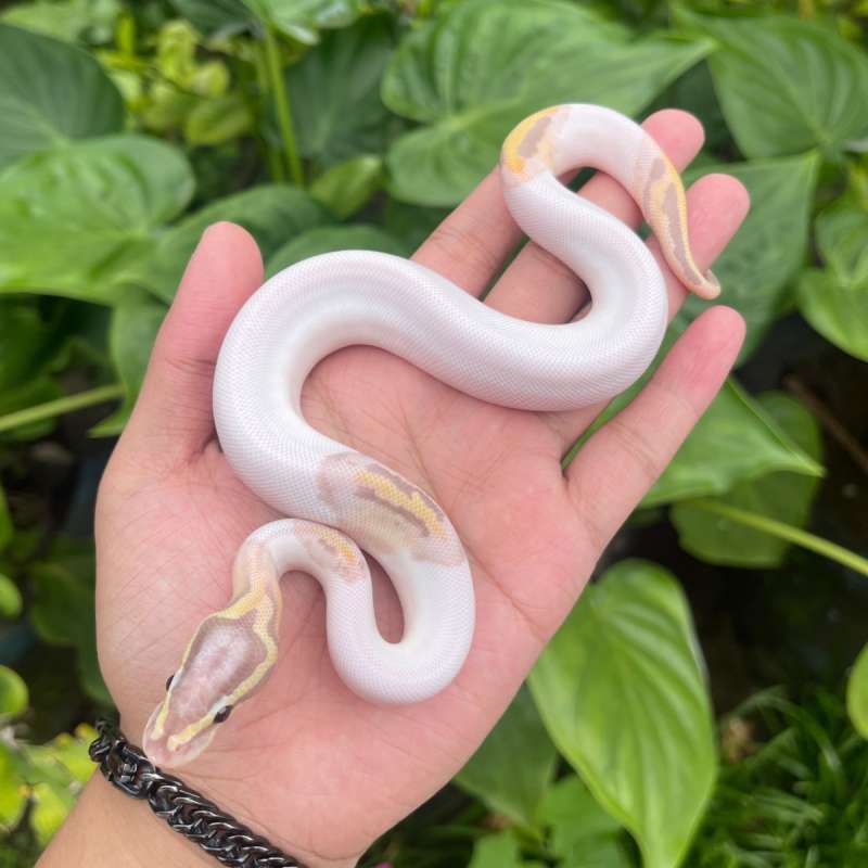 Banana pastel pied