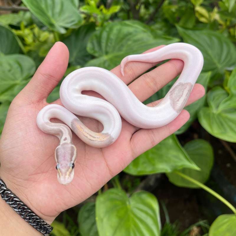 Banana blackpewter pied