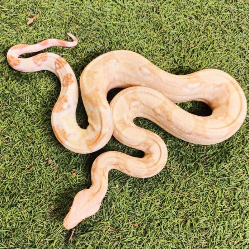 BOA Coral albino het anery ph snow