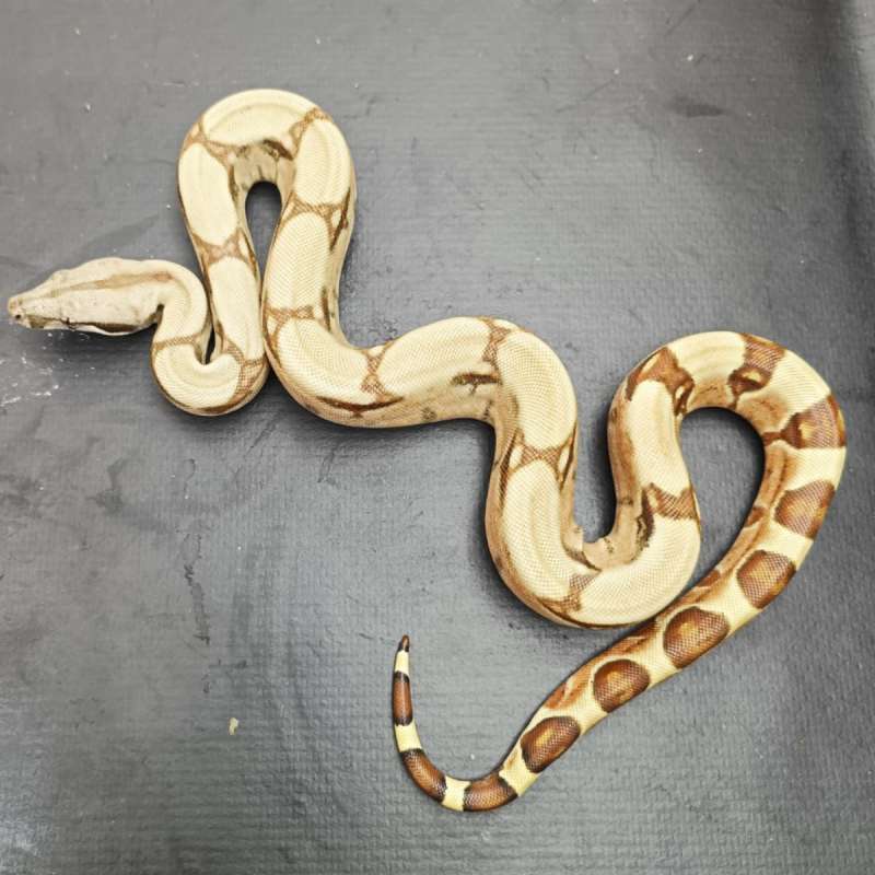 F Hypo het albino sharp 50 %dan kahl 50%