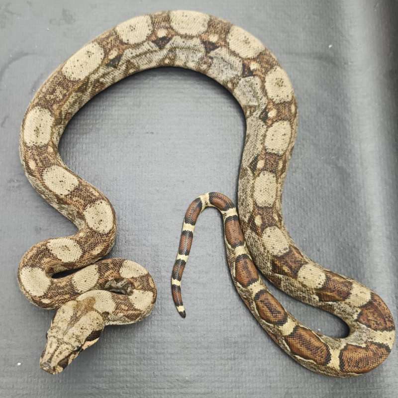 Normal Het Albino Kahl