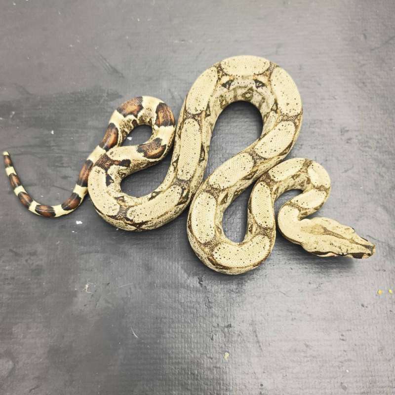 Normal Het Albino Kahl