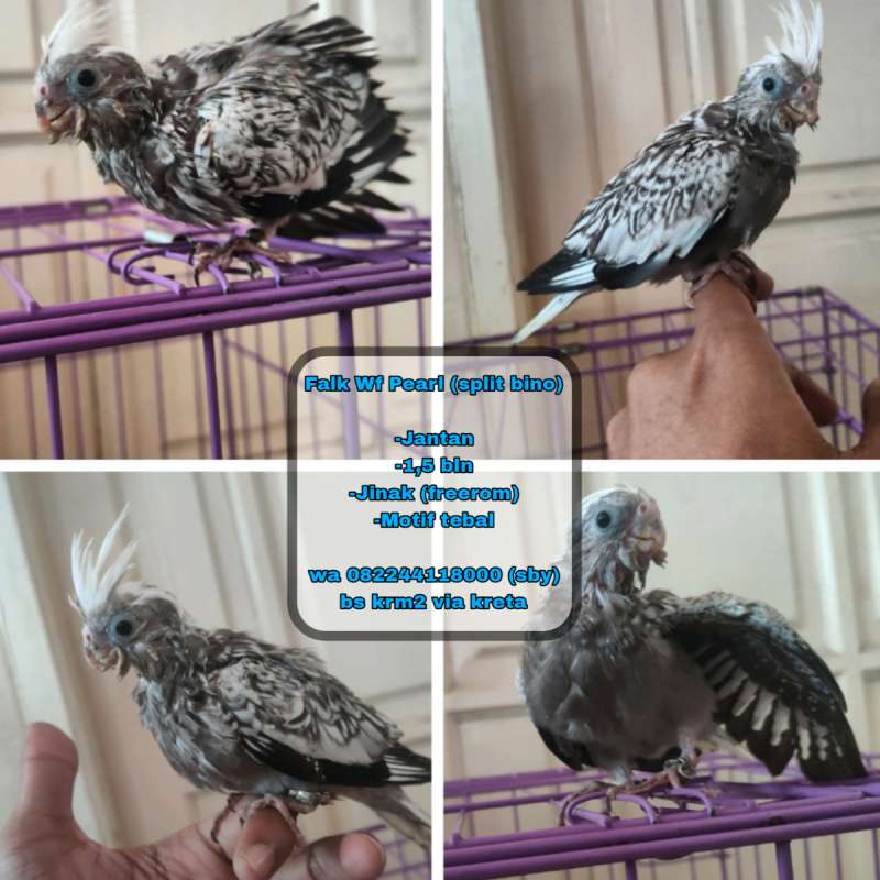 Falk Wf Pearl (split bino)