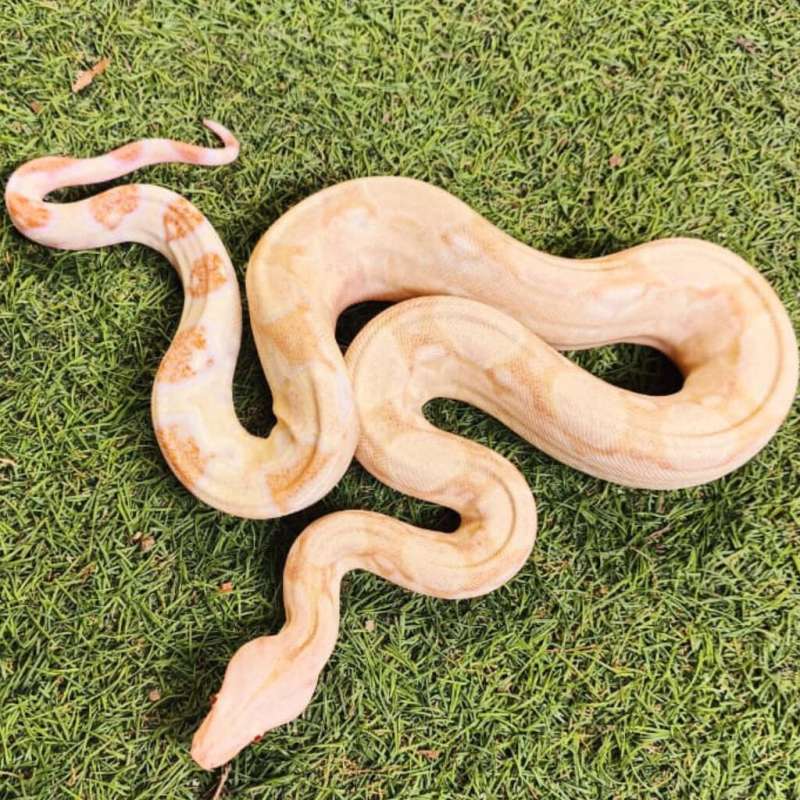 BOA Coral albino het anery ph snow
