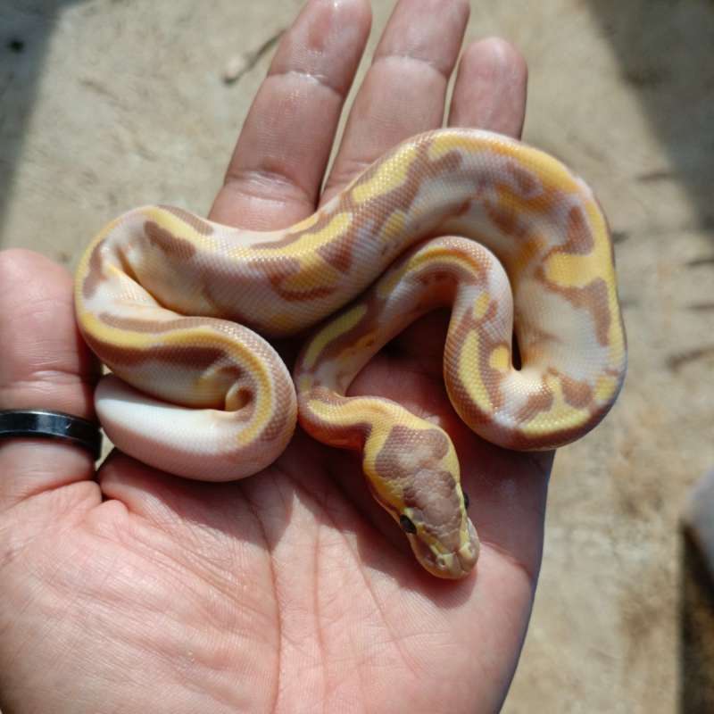 Banana pastel enchi pied
