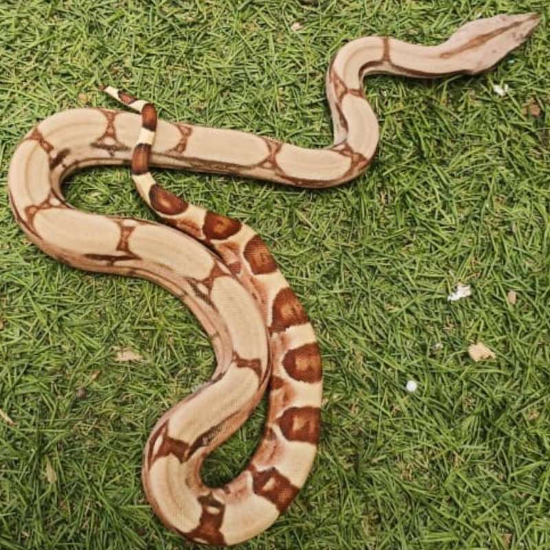 BOA Hypo Het Albino Sharp 50 % dan Kahl 50%