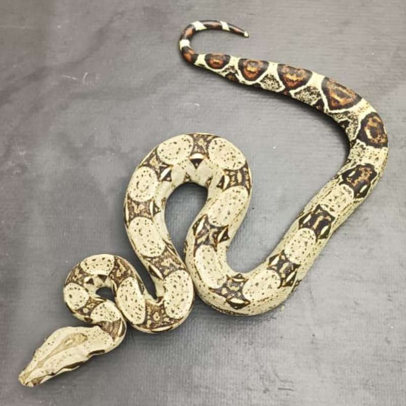 BOA Het Albino Kahl