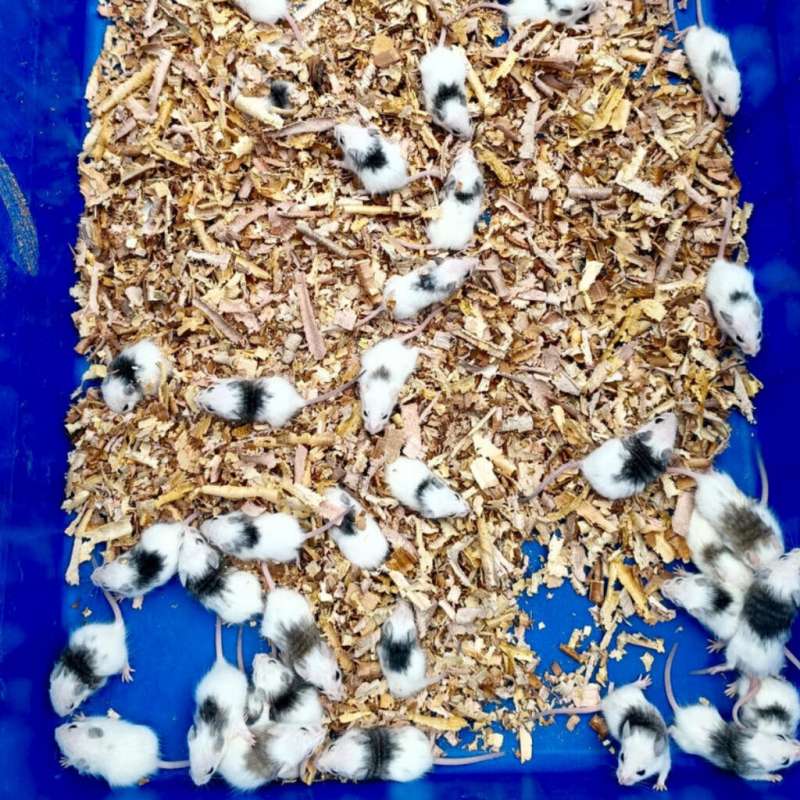 Tikus ASF 40 Ekor MIX