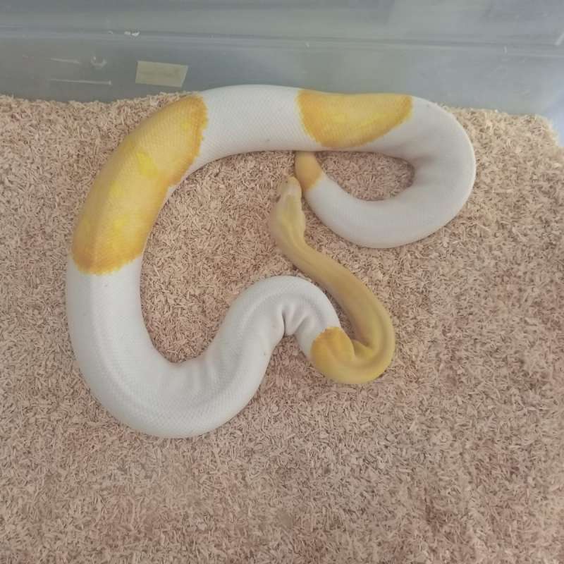 Albino pied